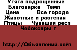 Утята подрощенные “Благоварка“,“Темп“ › Цена ­ 100 - Все города Животные и растения » Птицы   . Чувашия респ.,Чебоксары г.